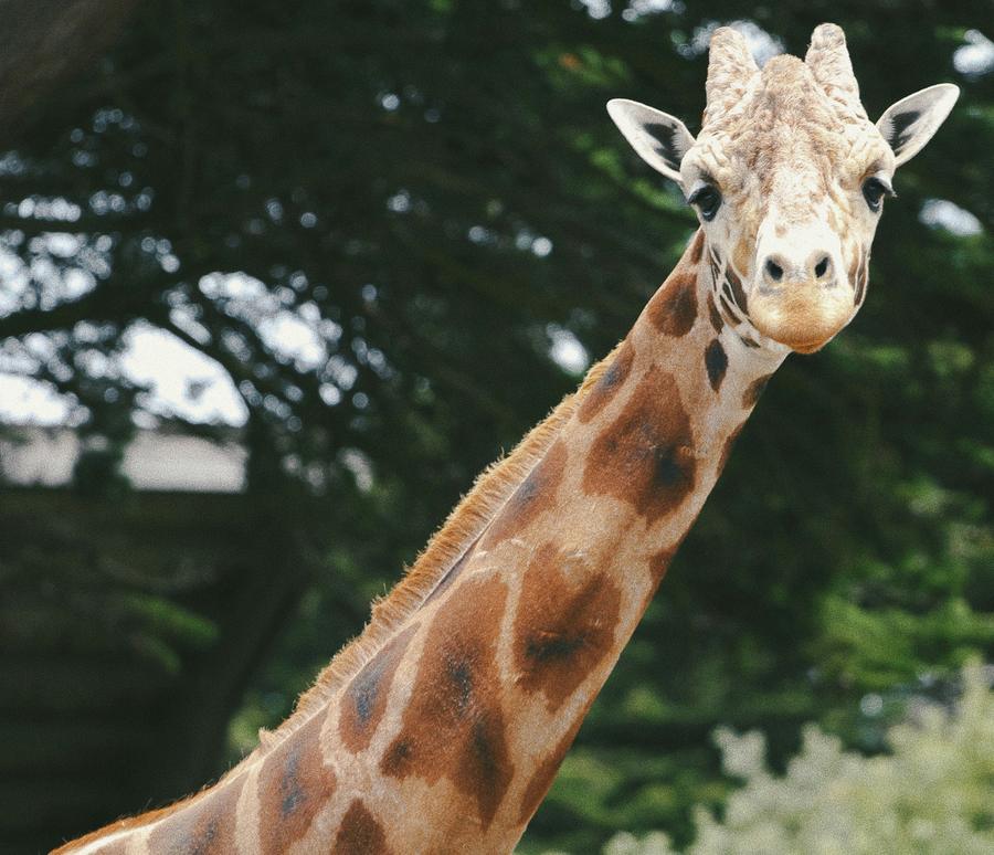 long neck, giraffe, outdoors