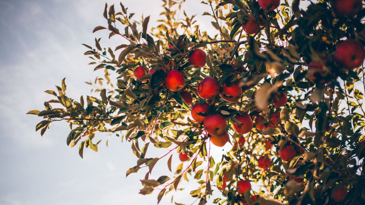 Red Apples Tree Outdoors