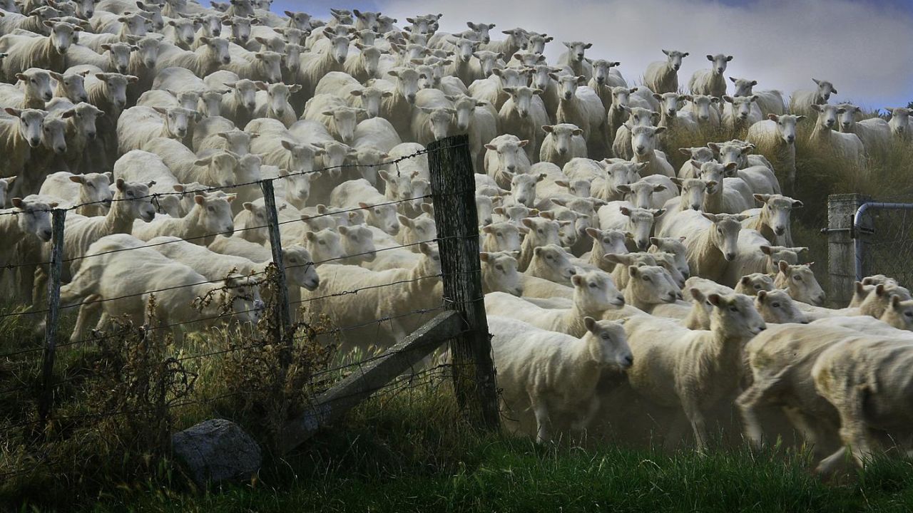 a herd of sheeping moving through a gate