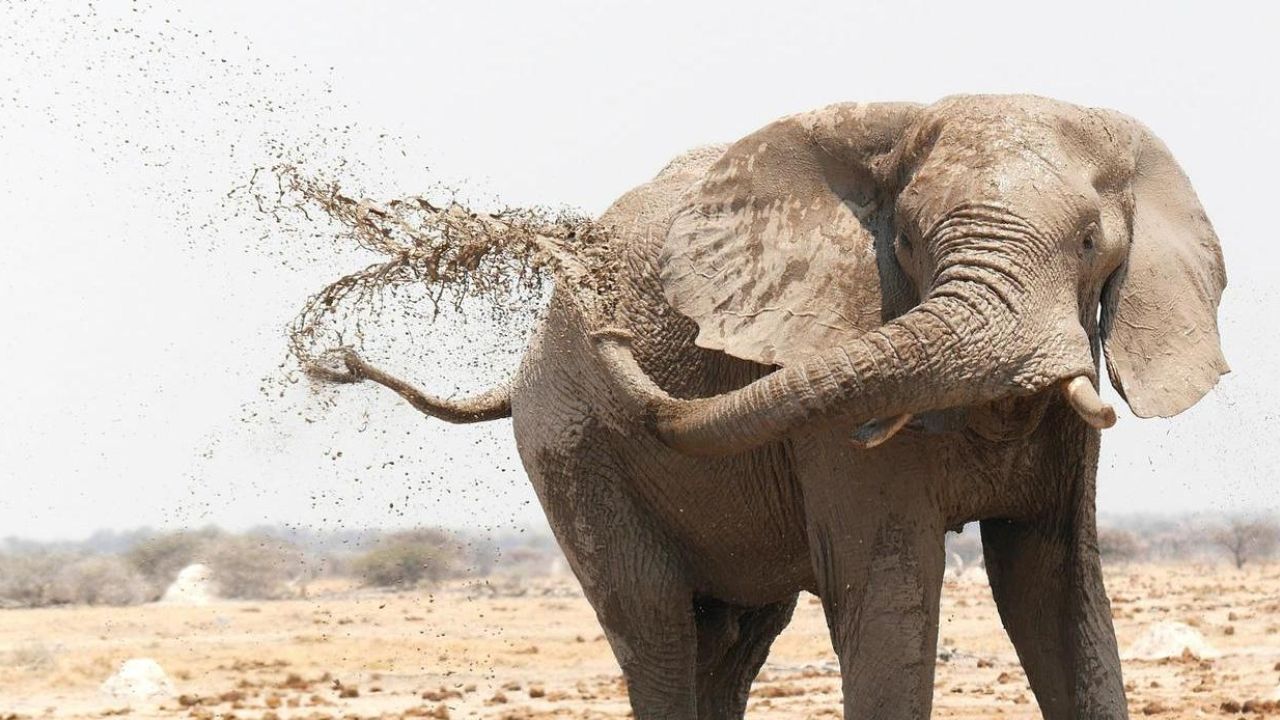 elephant cleaning itself with mud
