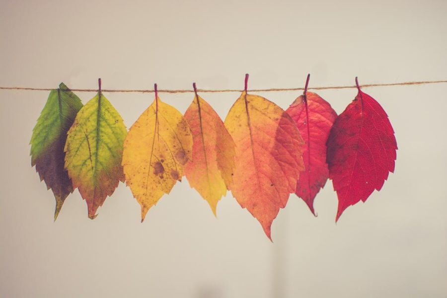 changing leaves colors