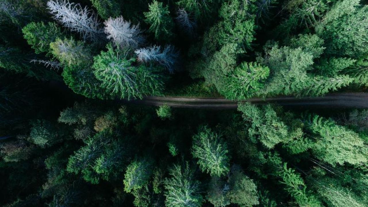 Forest Road Top View - Moving Forward