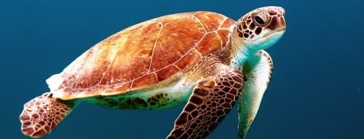 An Update On The Island Story & Path Of The Freelancer