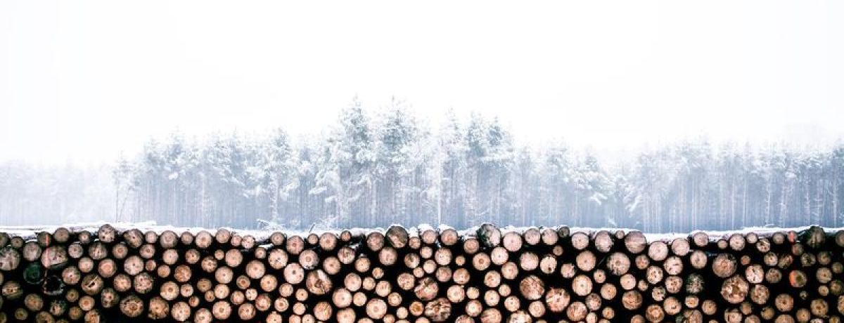 Numerous wood logs stacked