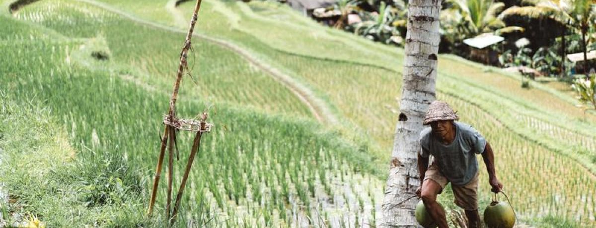Carrying Items Up Hill From Rice fields