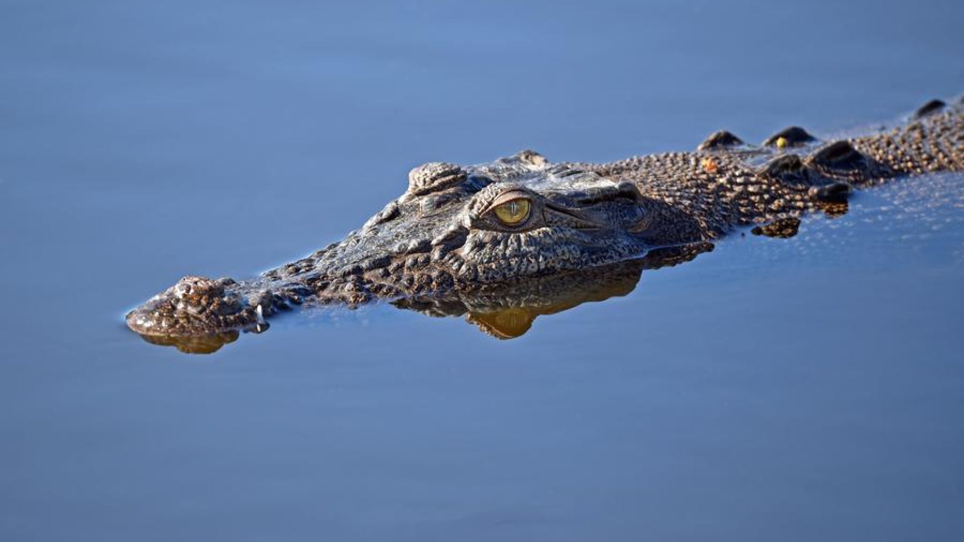 Alligator Lurking, Waiting To Attack