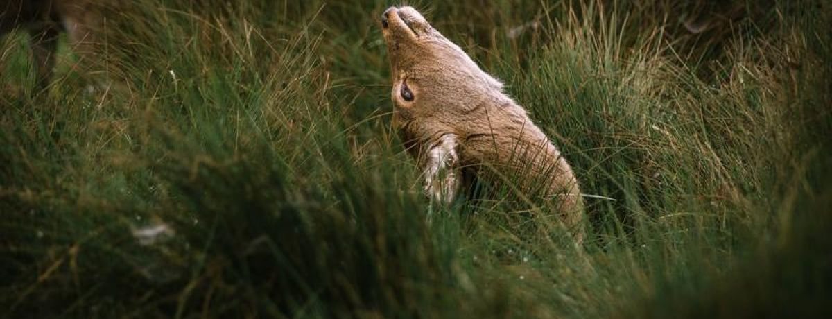 Animal Looking Back In Grass