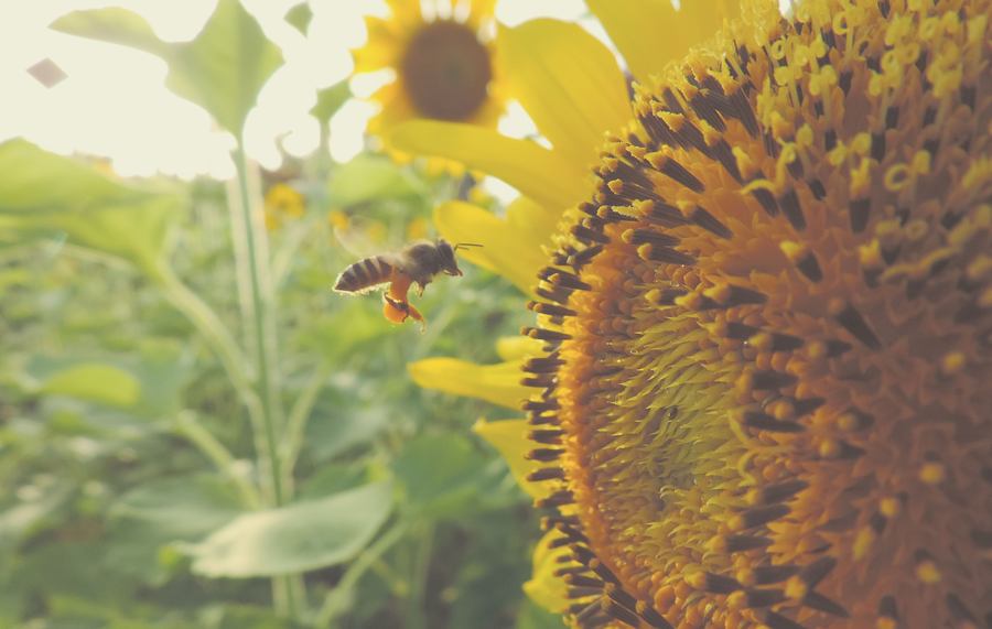 The Value Of Organically Growing Our Business