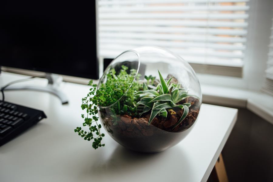 Plant in Fish bowl - Ecosystems