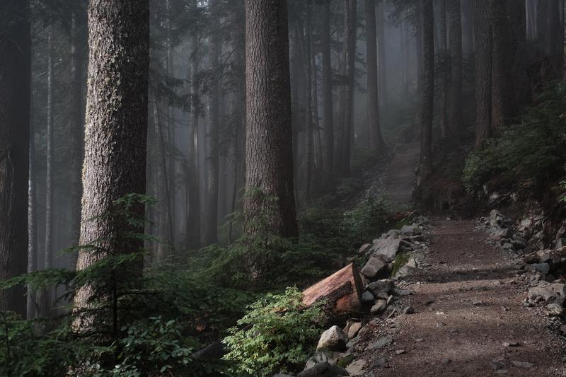 Foggy Forest Path