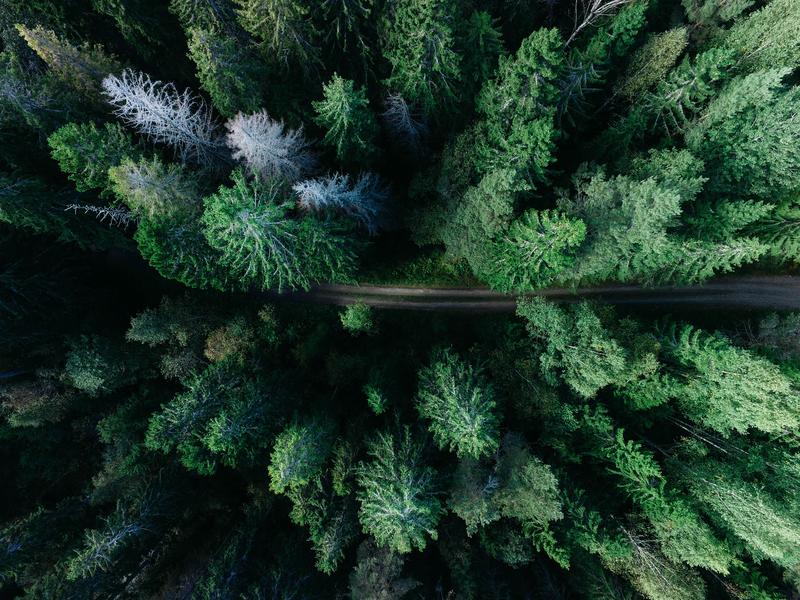 Forest Road Top View - Moving Forward