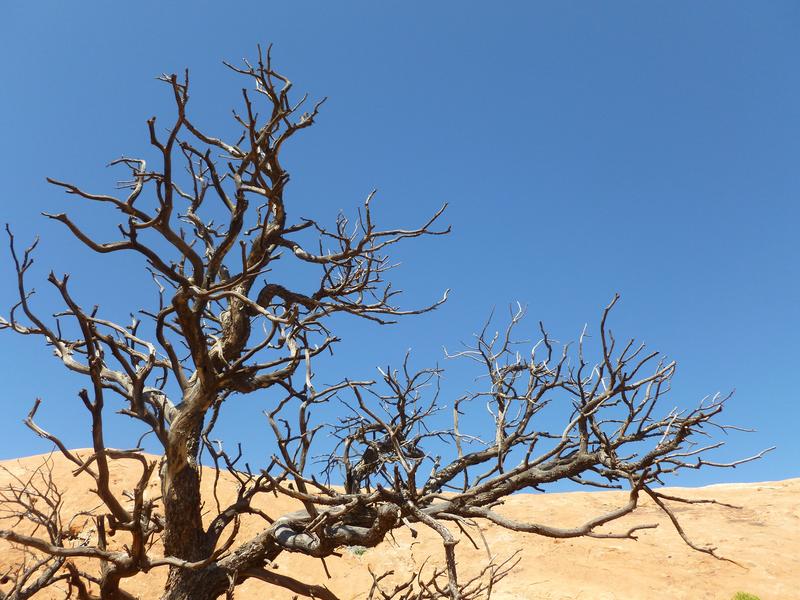 Dead Tree in the desert