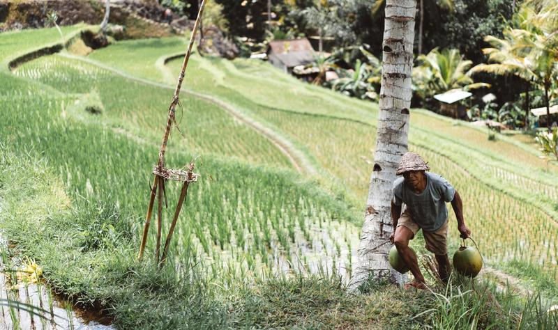 Carrying Items Up Hill From Rice fields