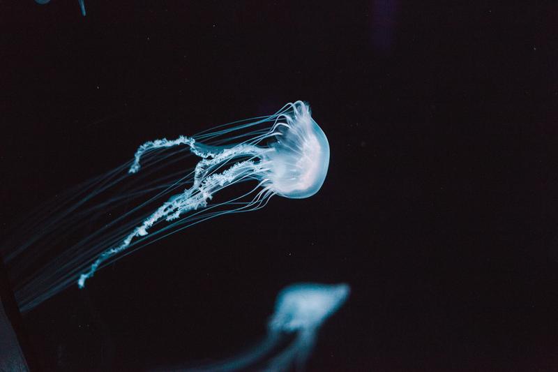 Creation - Life - Jellyfish