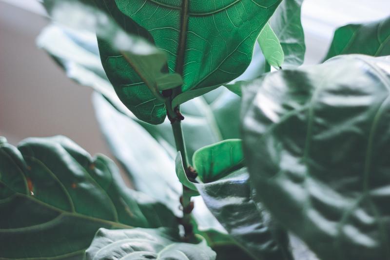 Fig Tree Branches and leaves