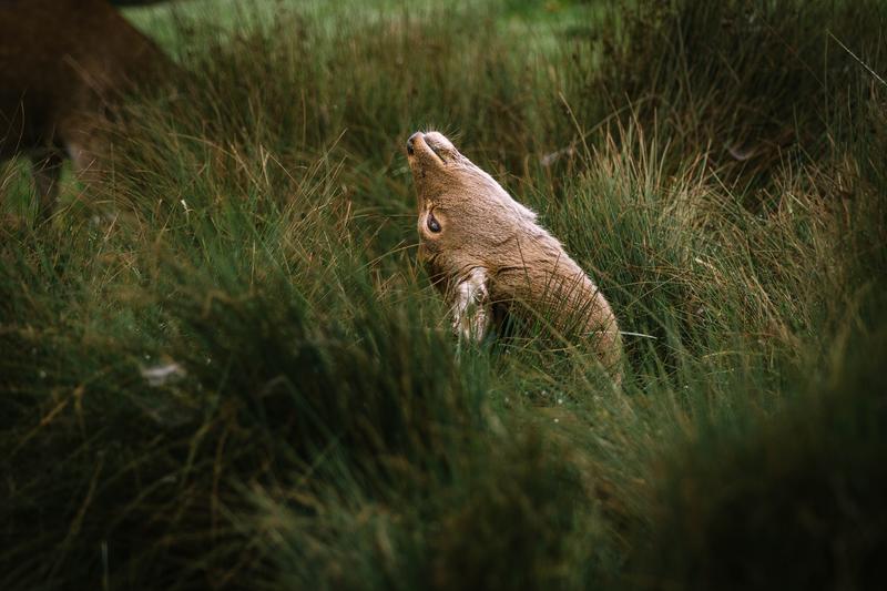 Animal Looking Back In Grass