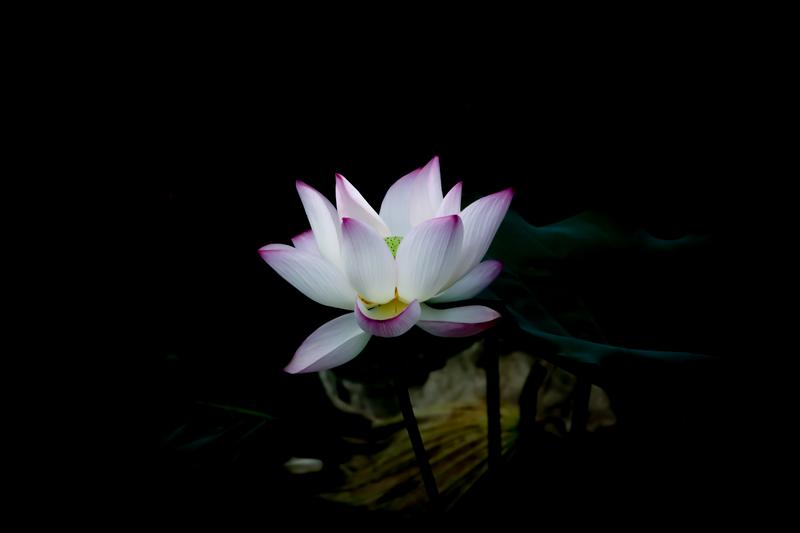 Blooming Flower against dark background