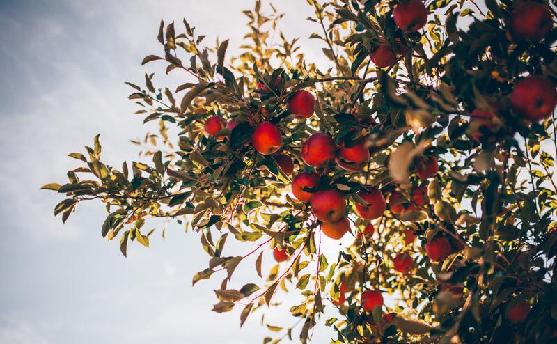 fruitful apple tree