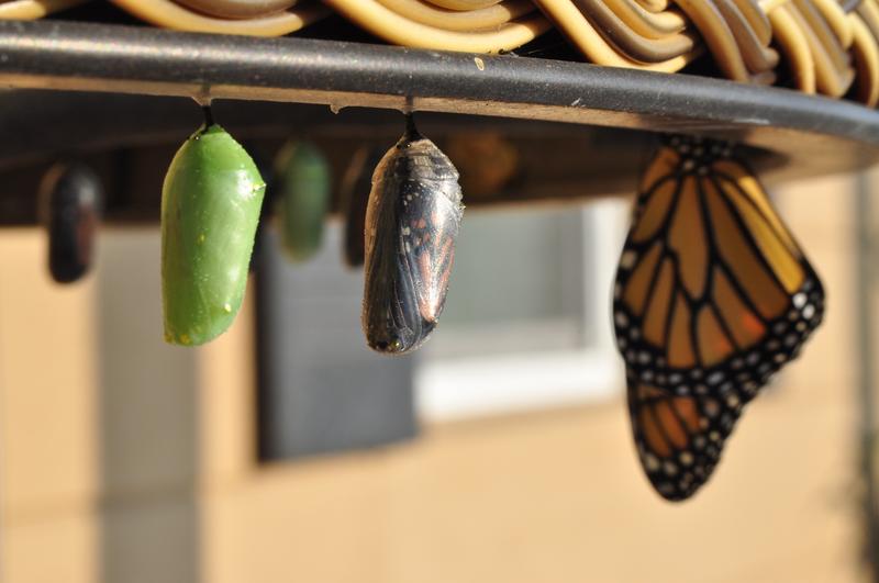 butterfly and cocoons