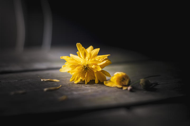 yellow flower on the ground