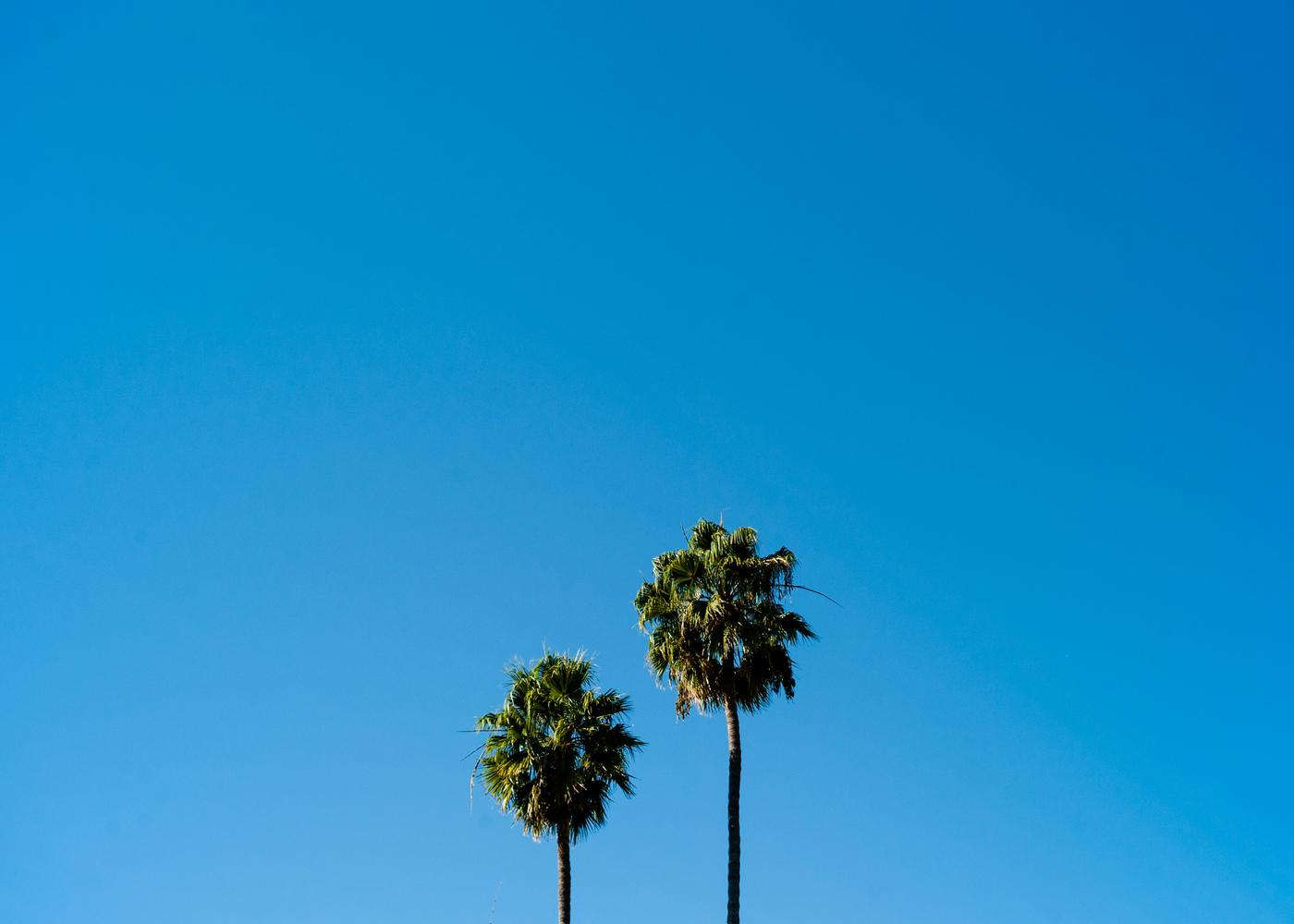 short and tall tree, blue sky background, outdoors