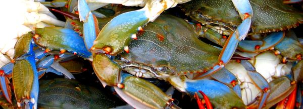 blue-crabs