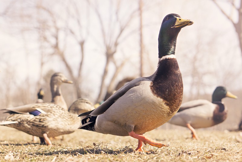 support-achieving-leader-ducks