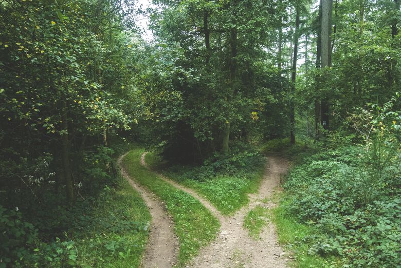 fork-in-the-road-forest-trees