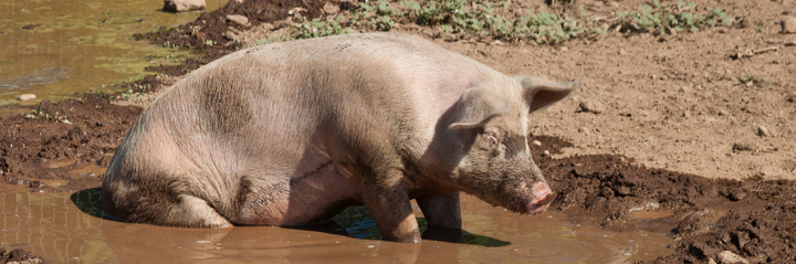 Communicate what we want, don't hide our desires behind other's wants a pig standing in wet muddy brown water