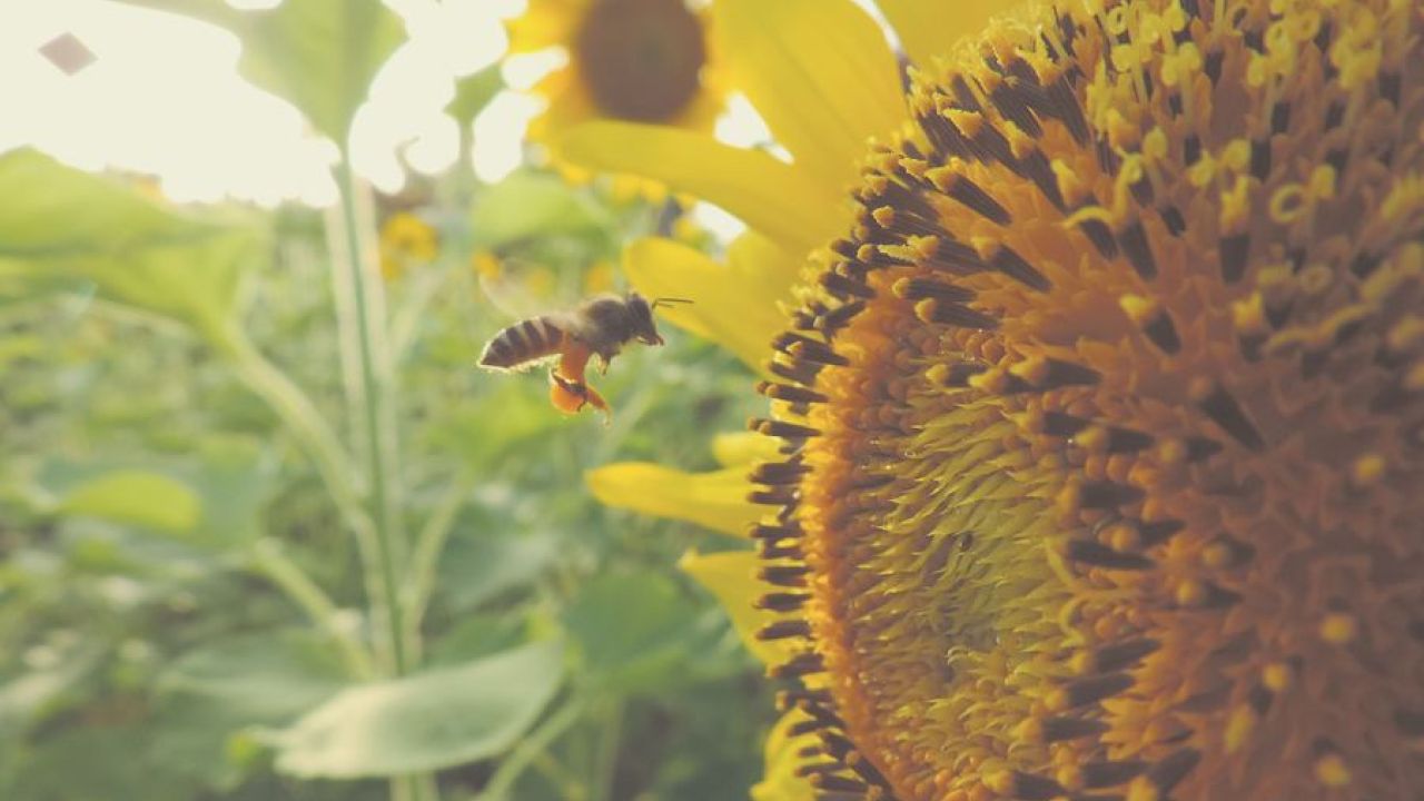 a bee polinating a sunflower, outdoors