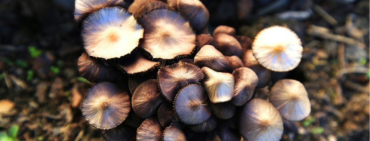 cluster of mushrooms