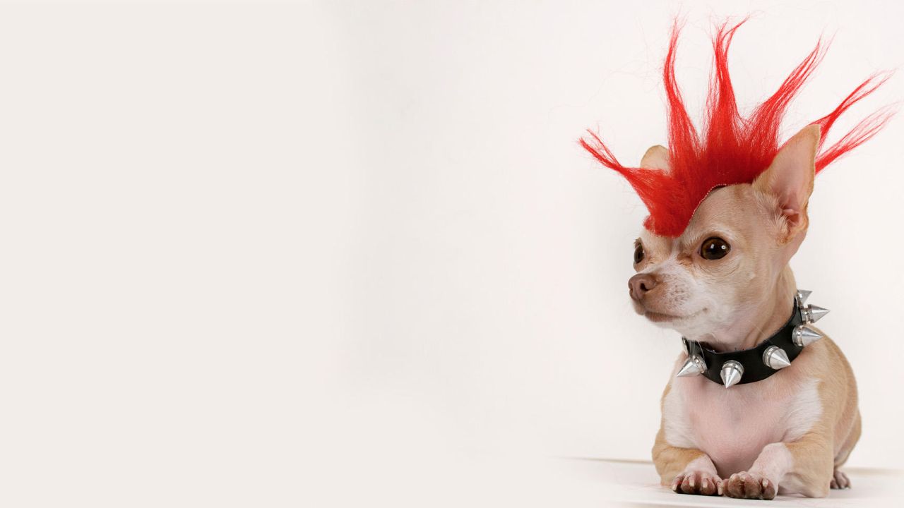 Nick Print Dog With Mohawk