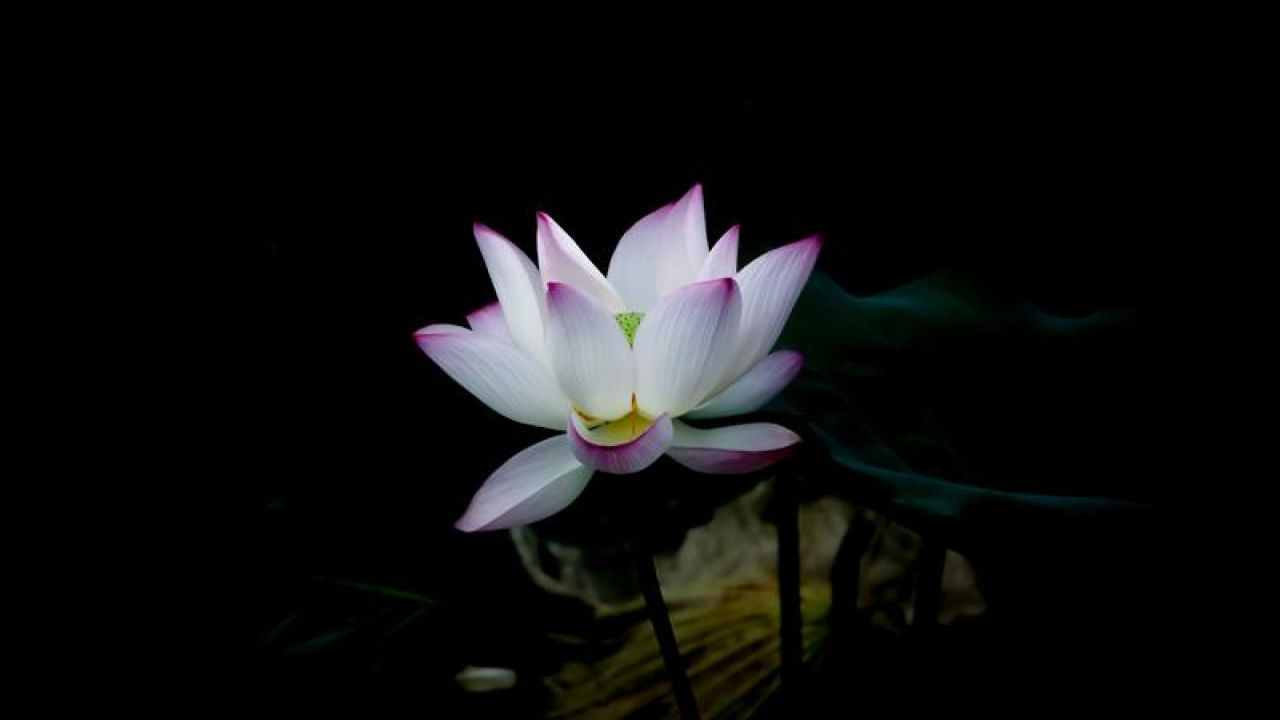 Blooming Flower against dark background