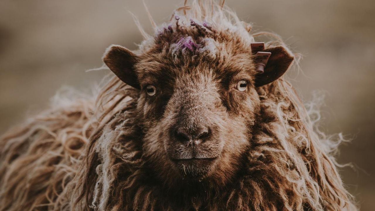 funny looking sheep, outside