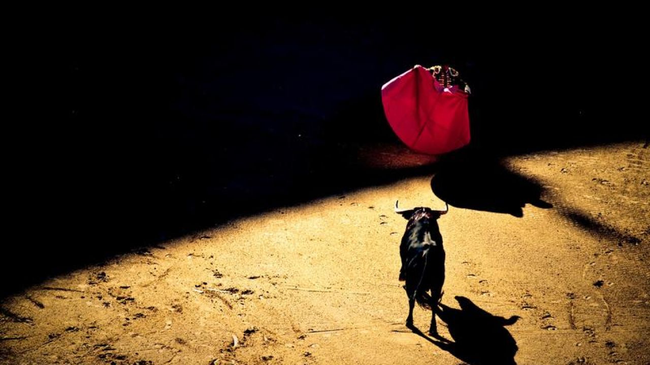 Matador Bull Fighter