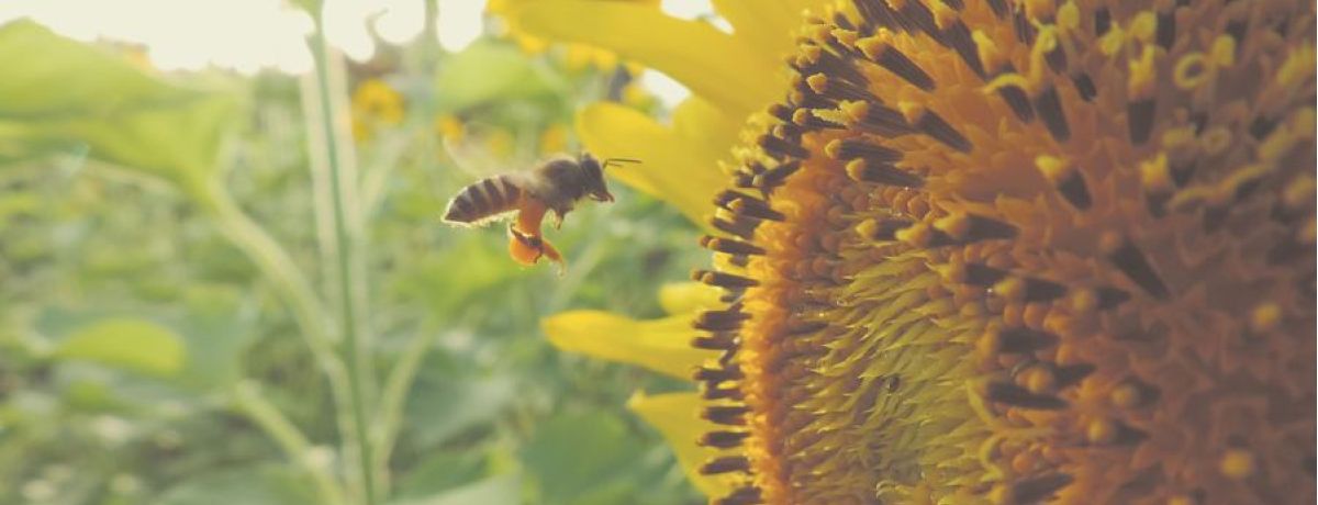 a bee polinating a sunflower, outdoors