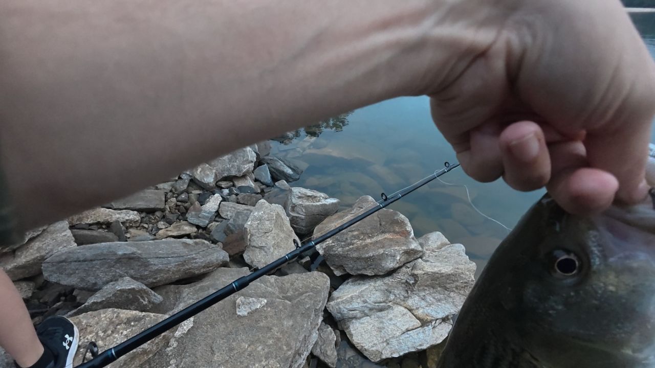 holding a striper on the bank, at saddle dike 3, lake lanier