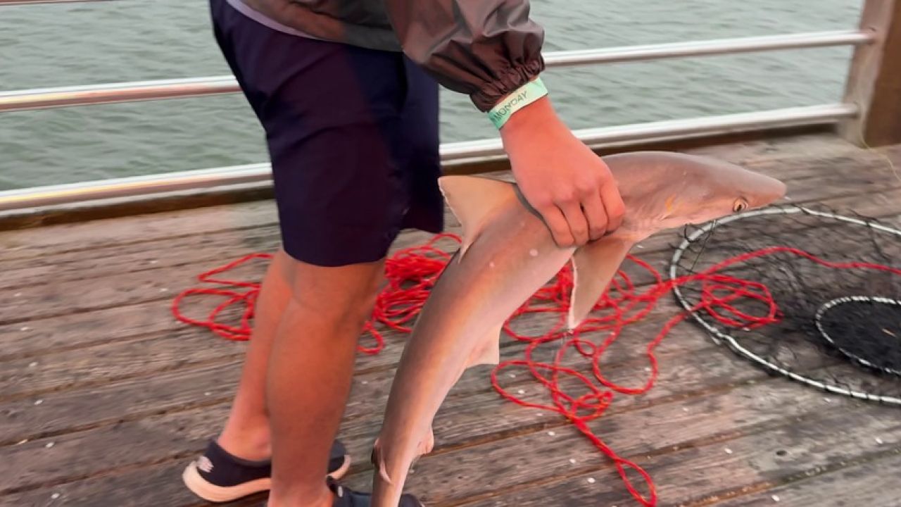 holding shark at oak island
