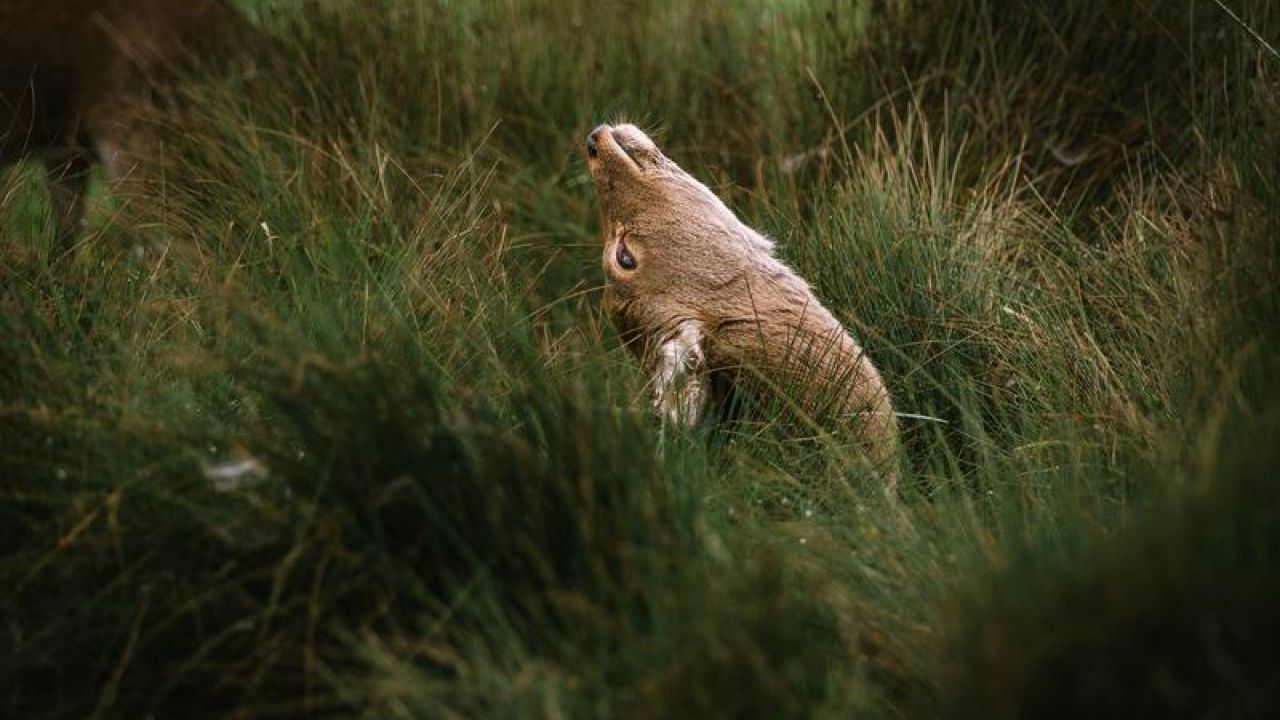 Animal Looking Back In Grass