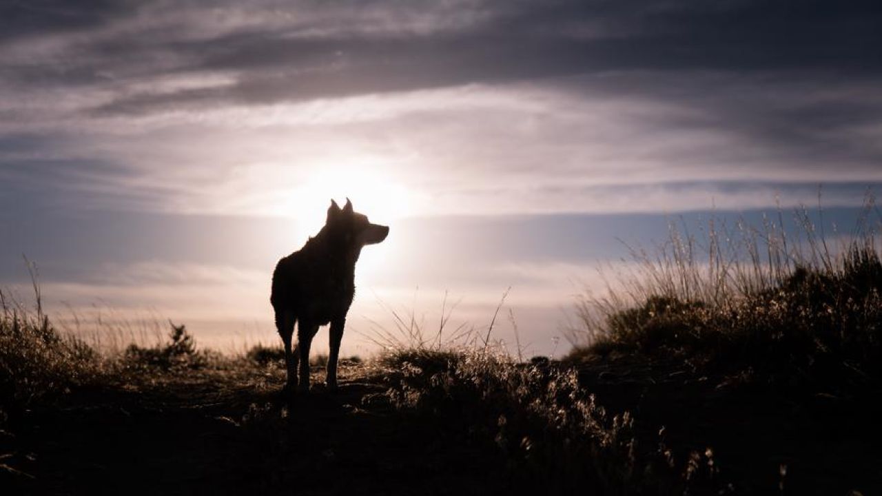 Wolf looking on the horizon