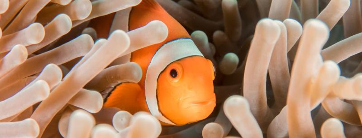 clownfish hiding
