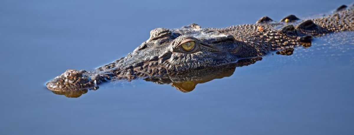 Alligator Lurking, Waiting To Attack