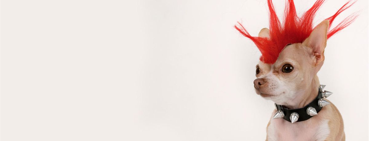 Nick Print Dog With Mohawk