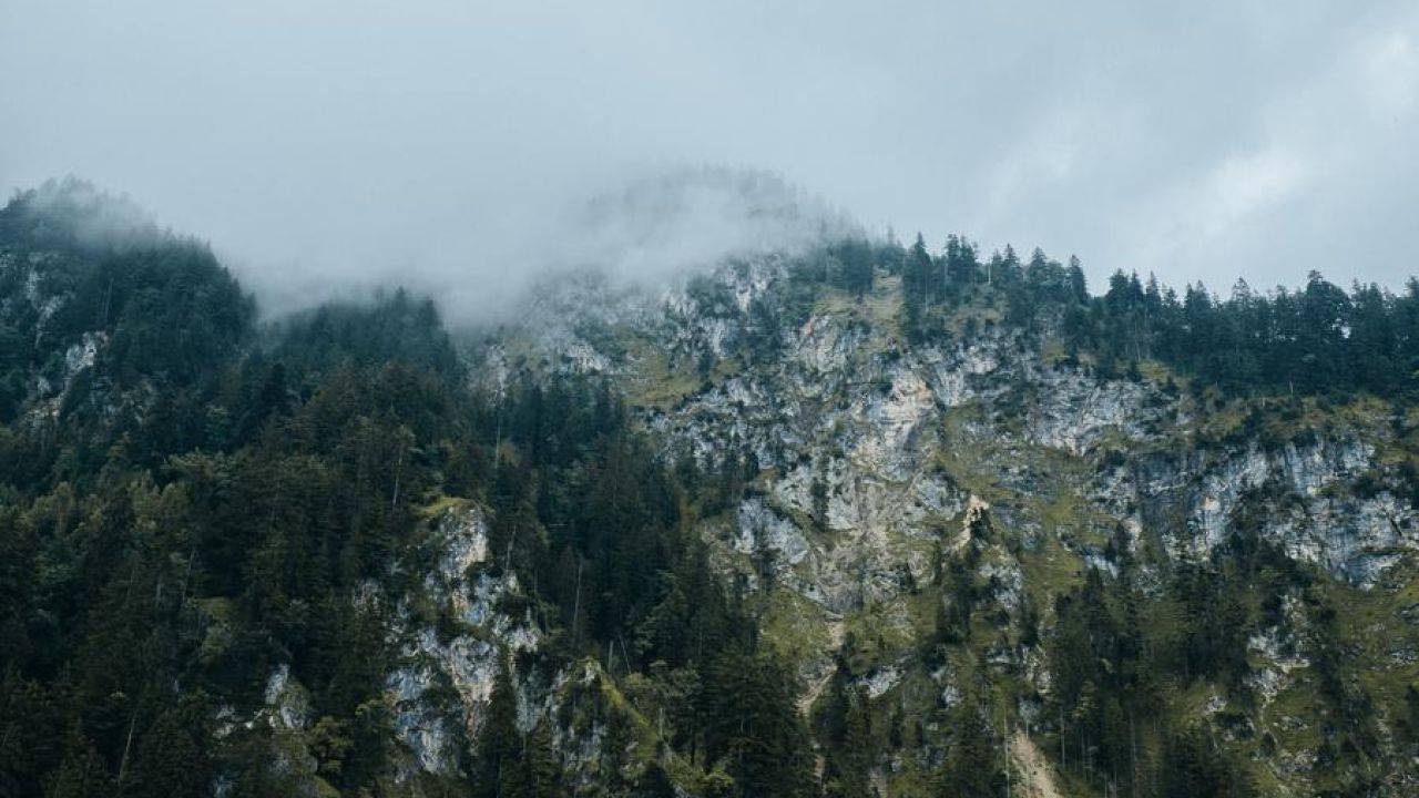 misty mountain with trees