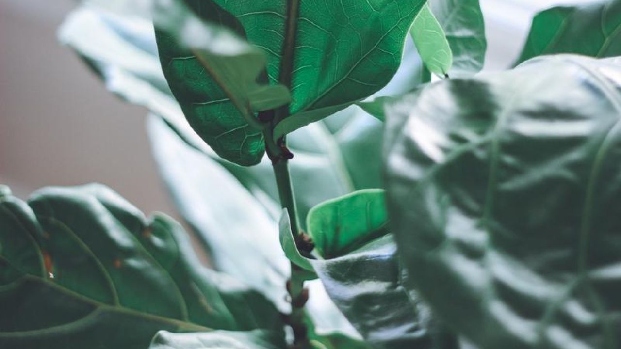 Fig Tree Branches and leaves