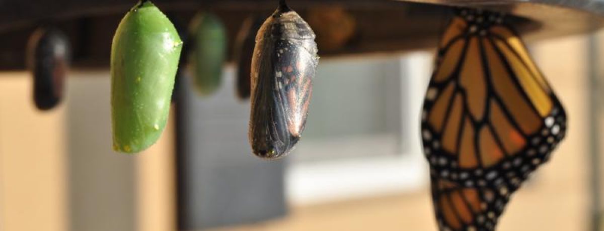 butterfly and cocoons