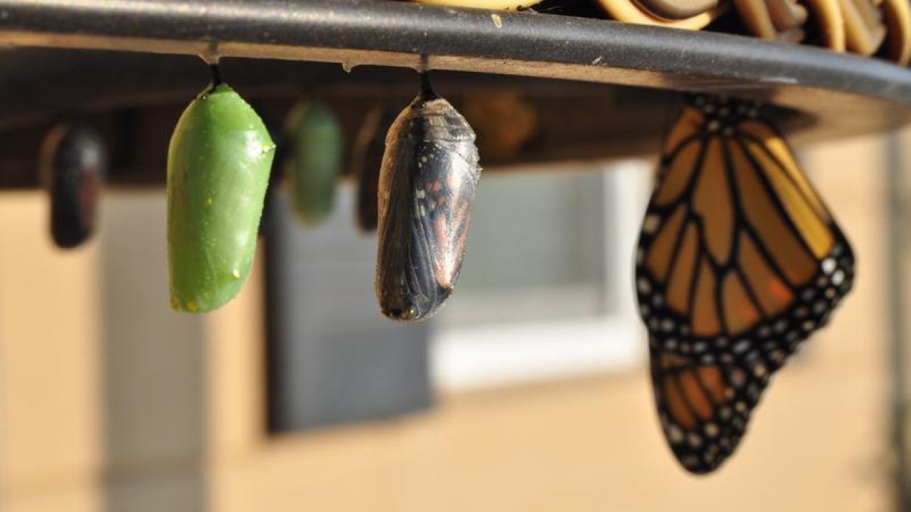 butterfly and cocoons