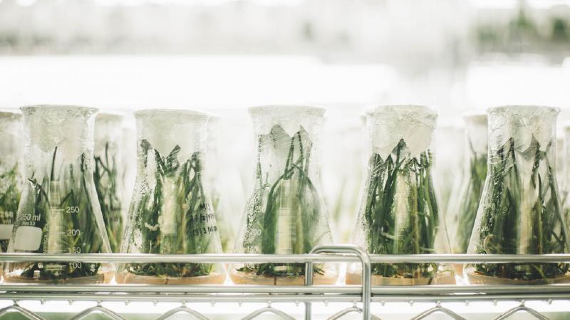 Experimental Plants In Glass Beakers