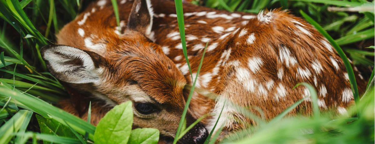 deer laying in the grass