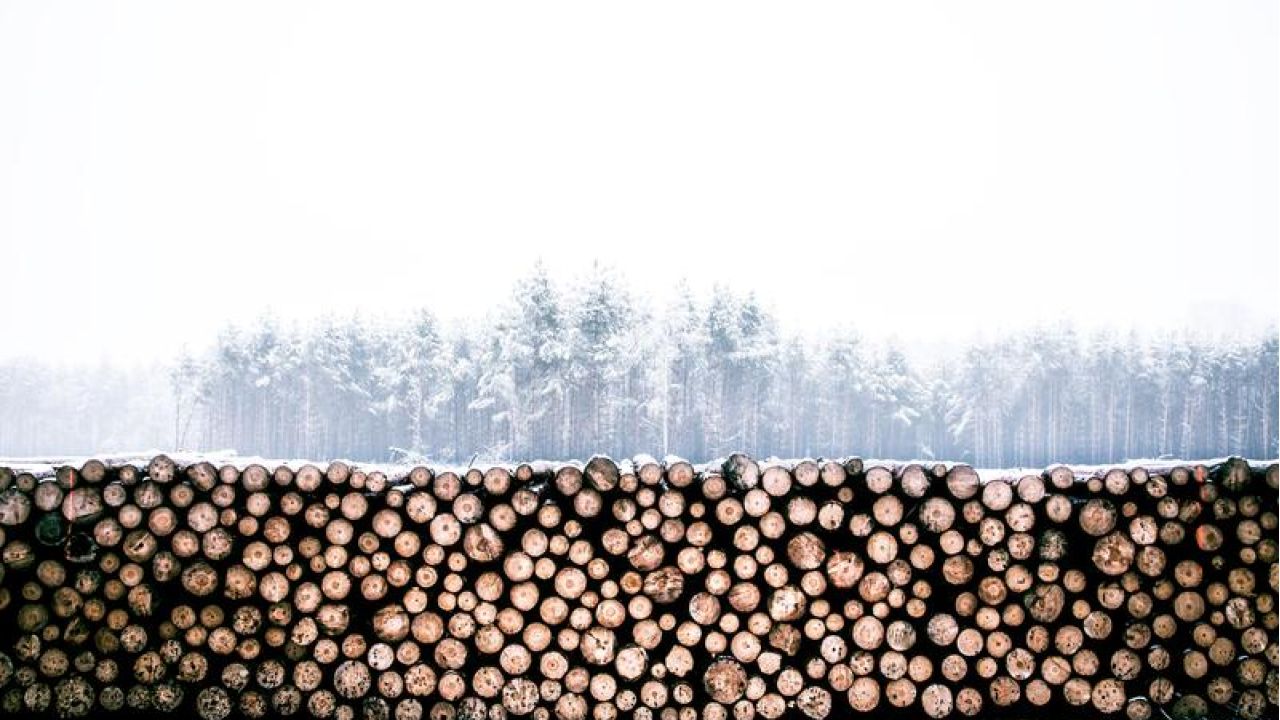 Numerous wood logs stacked